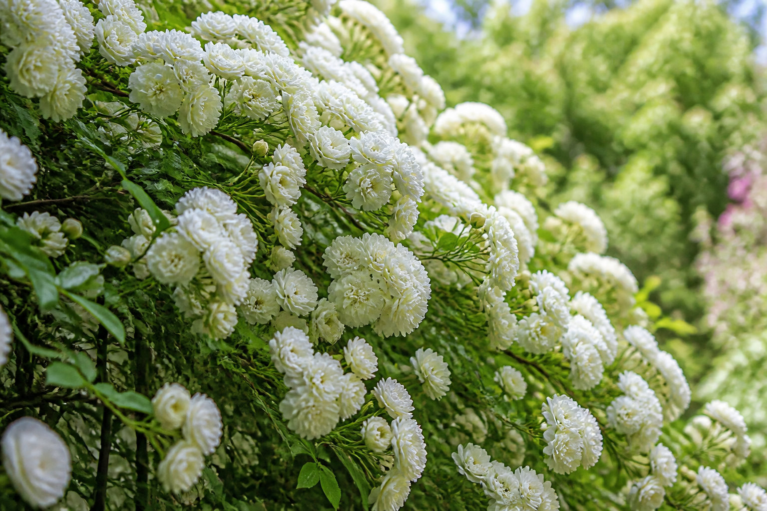 Lutea ou Alba Plena : quelle variété choisir pour ton jardin ?