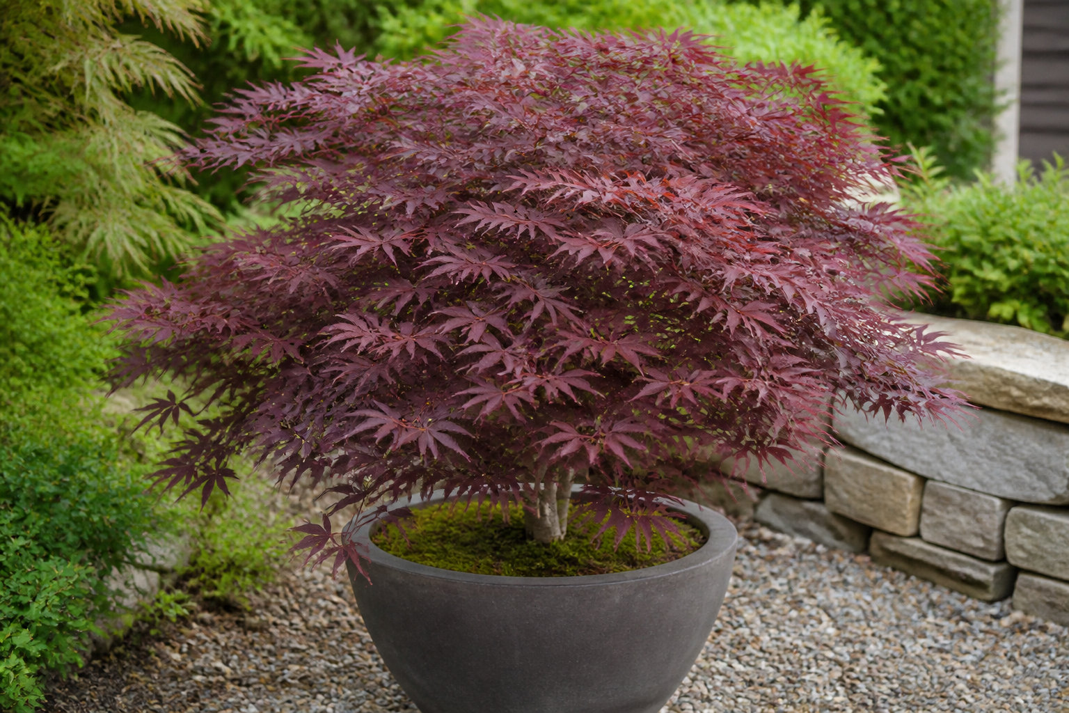 Sélectionner le bon sujet pour ton jardin ou ton balcon
