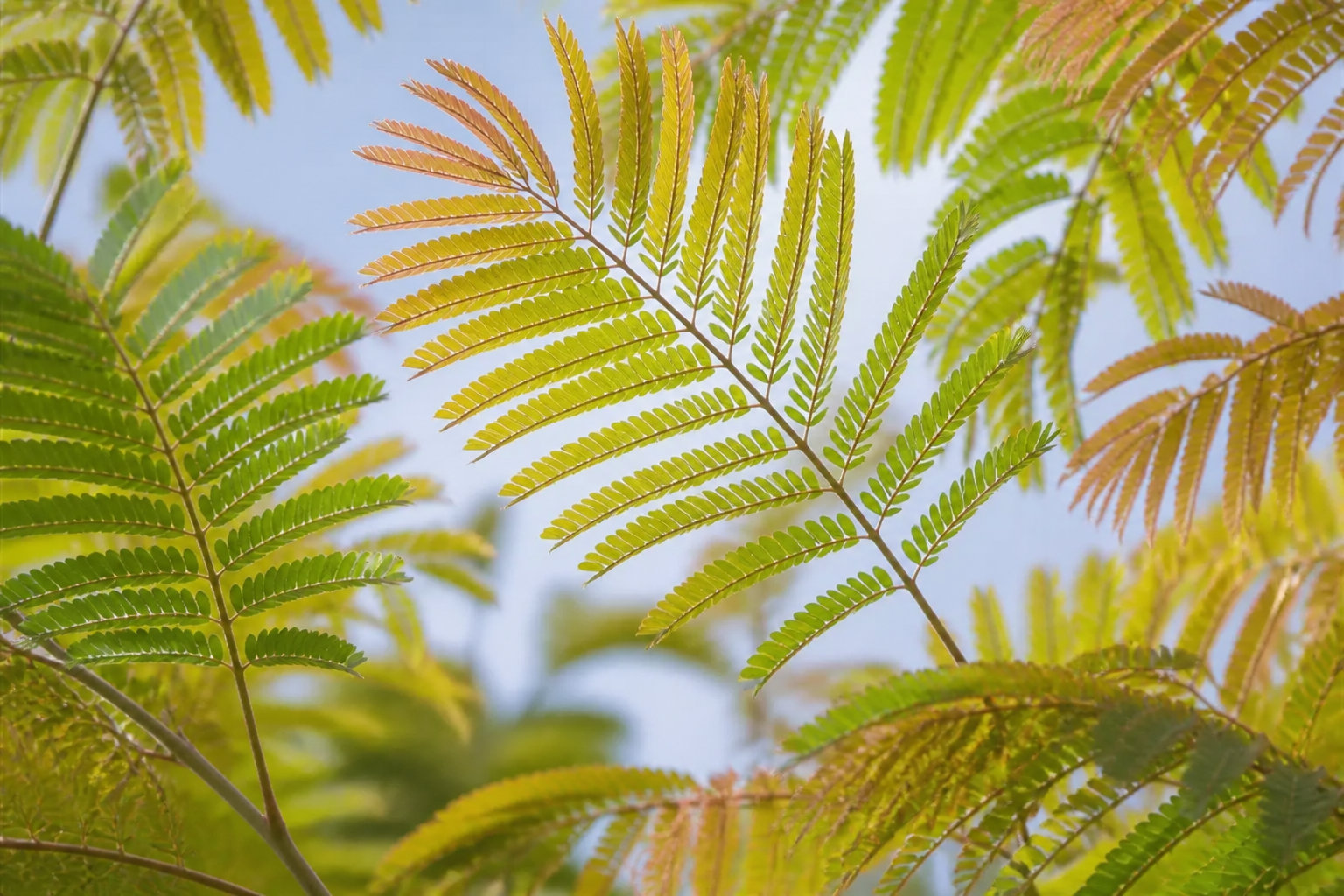 3 réflexes pour protéger ton albizia du froid et des parasites