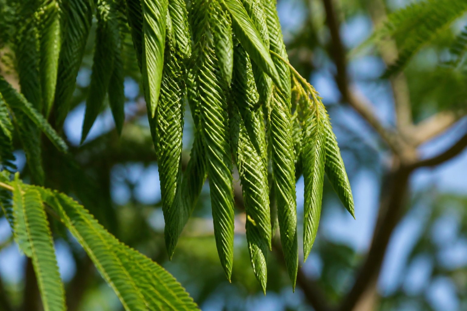 Maîtriser l'arrosage et la nutrition de ton arbre de soie