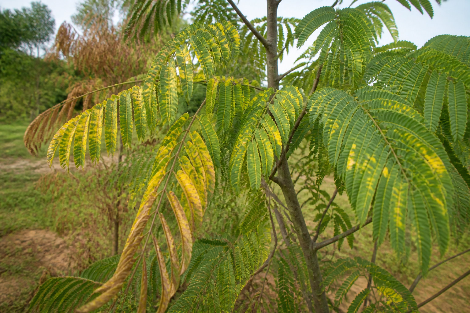 Maladies et parasites qui guettent ton albizia