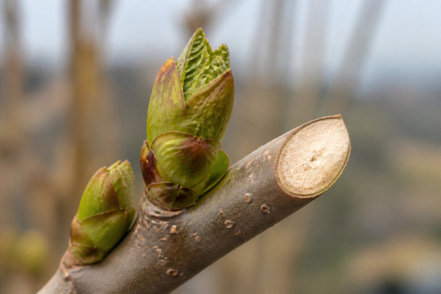 La gestion des arbres adultes et des écoulements de sève
