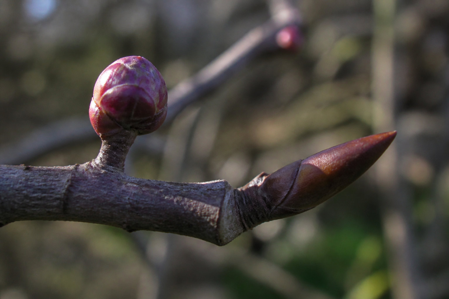 Comment reconnaître les bourgeons pour ne pas rater ta récolte ?