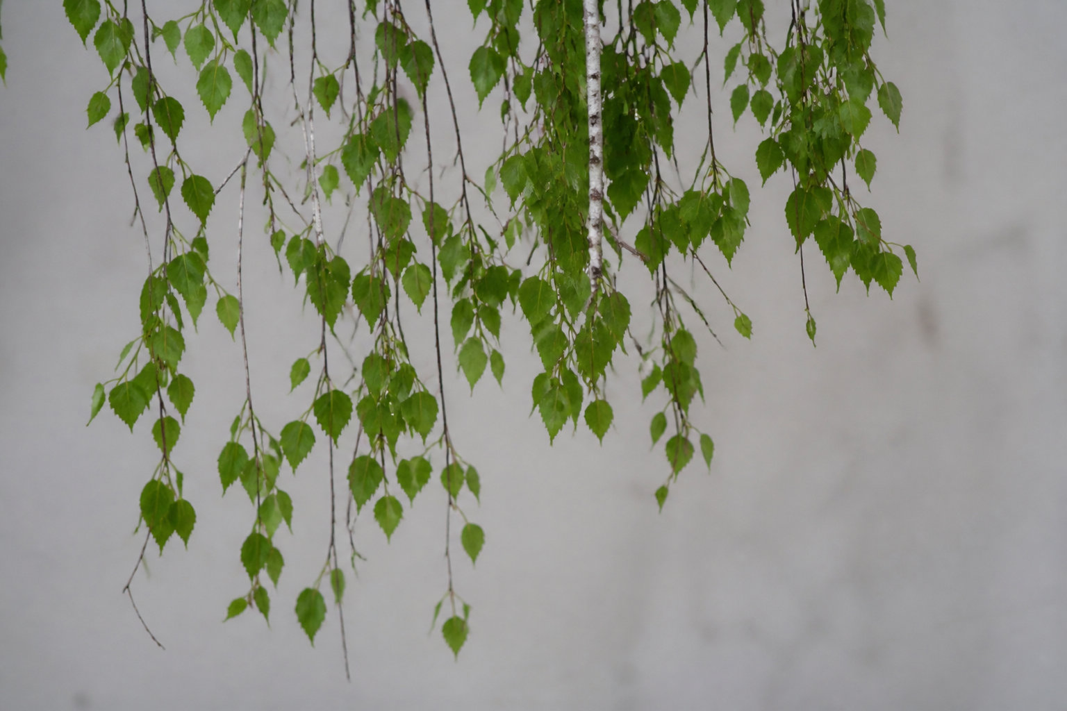 3 variétés adaptées à tes envies de nature