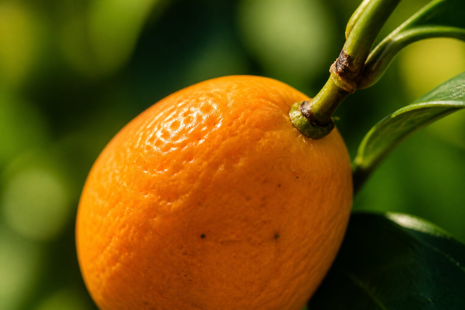 Profiter de tes kumquats en cuisine et pour ta santé
