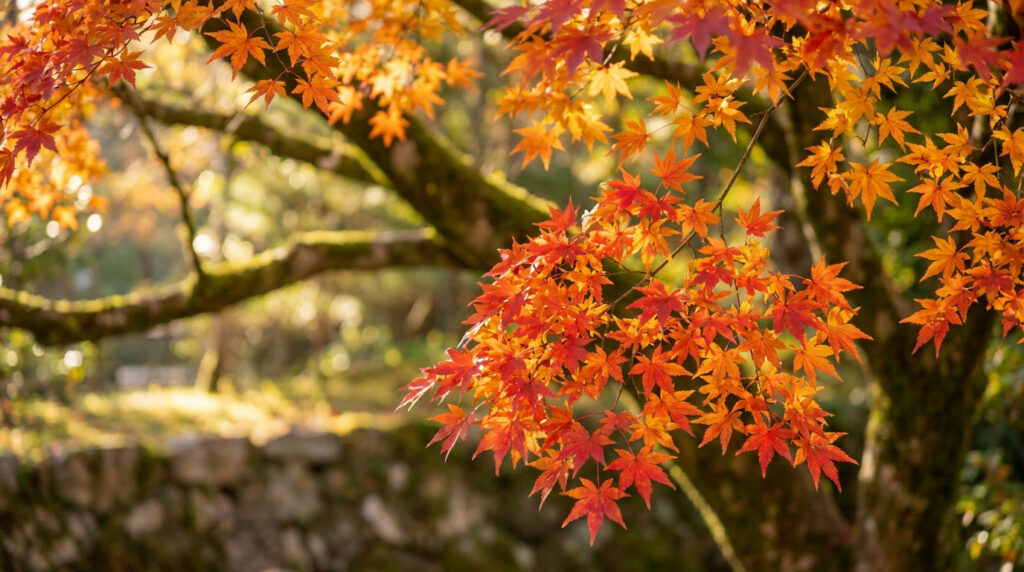 Gros plan sur des feuilles d'érable rouge et orange éclatantes sous une lumière automnale douce.