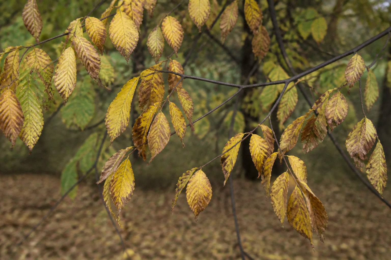 La graphiose, ce fleau qui menace tes plantations