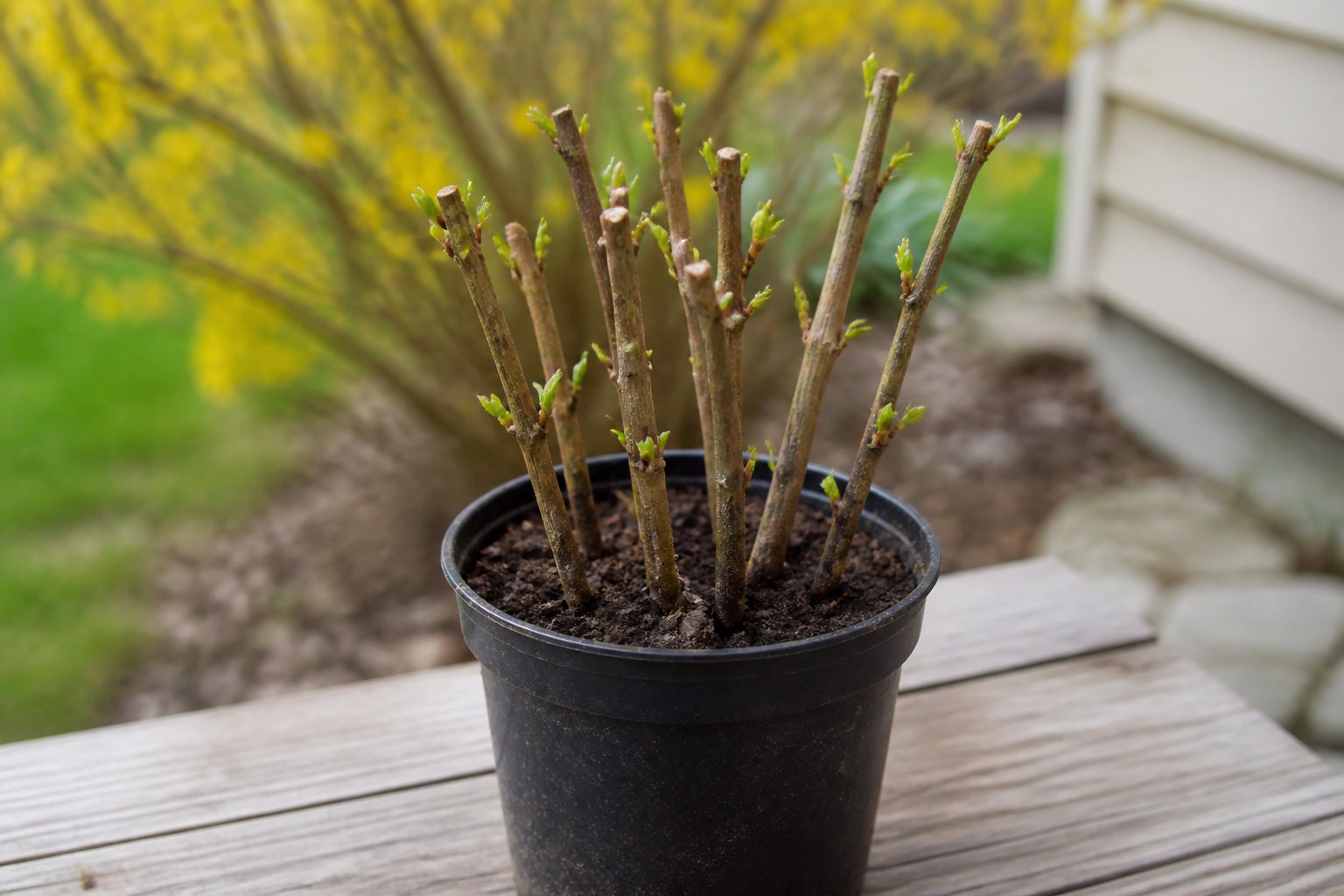 Soins post-taille et astuces pour multiplier tes plants