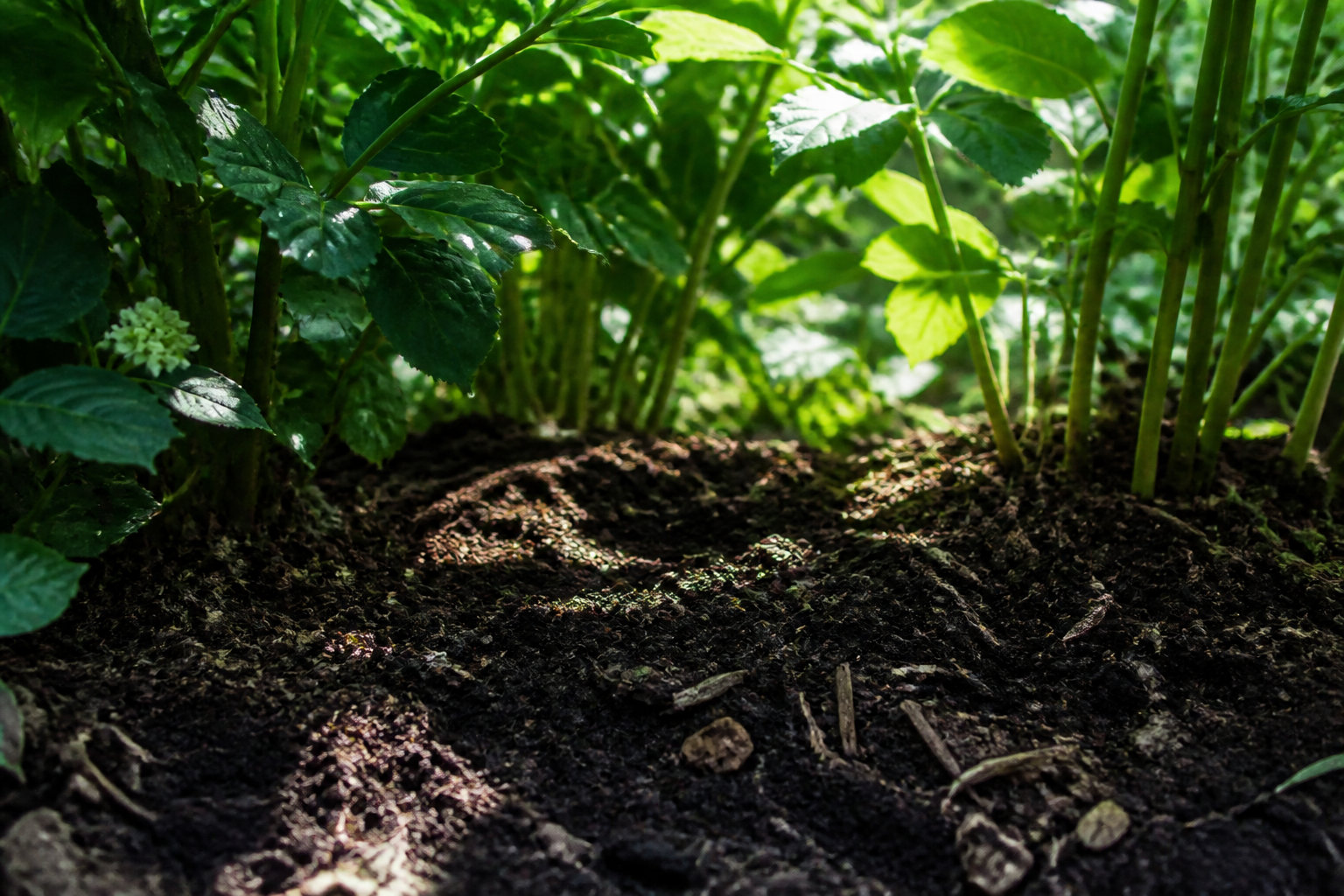 Préparer une terre riche et bien exposée