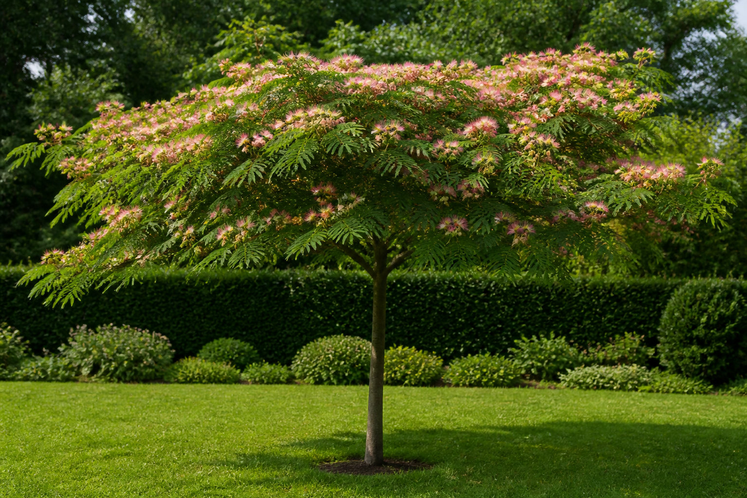 Comment tailler ton albizia pour un port en parasol ?