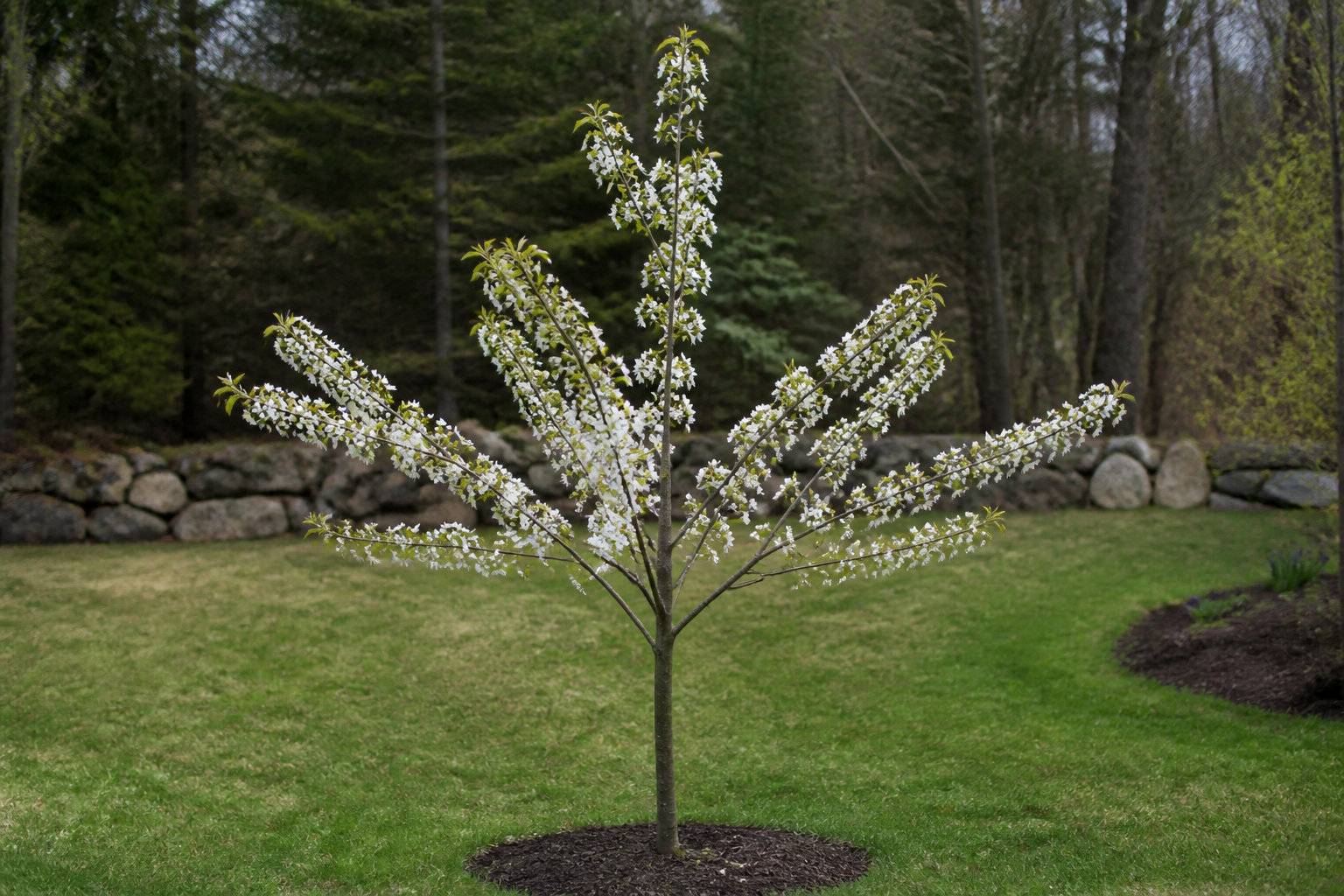 3 méthodes de coupe pour accompagner la croissance de ton arbre