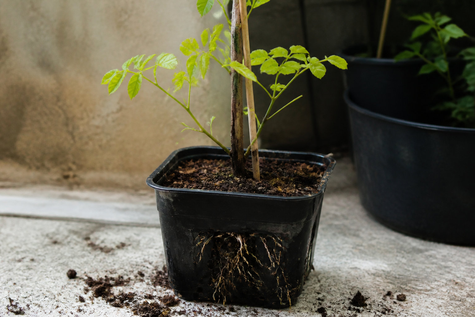 Pourquoi tes essais ratent et comment sauver tes plants ?