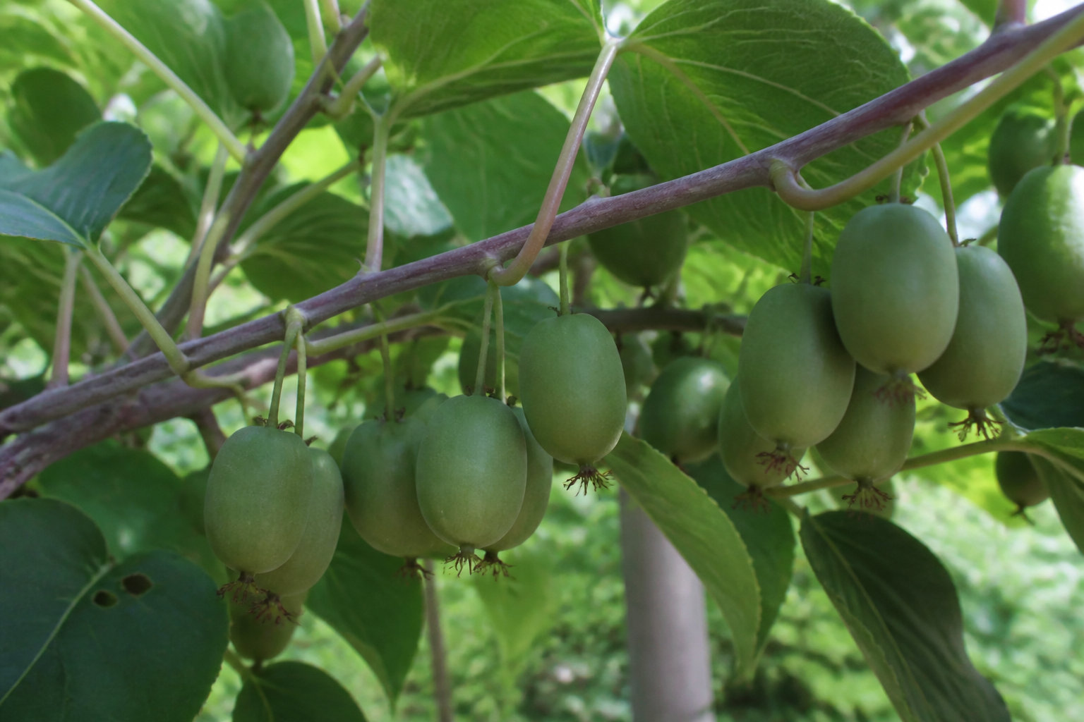 Récolte et distinction entre kiwi et kiwaï