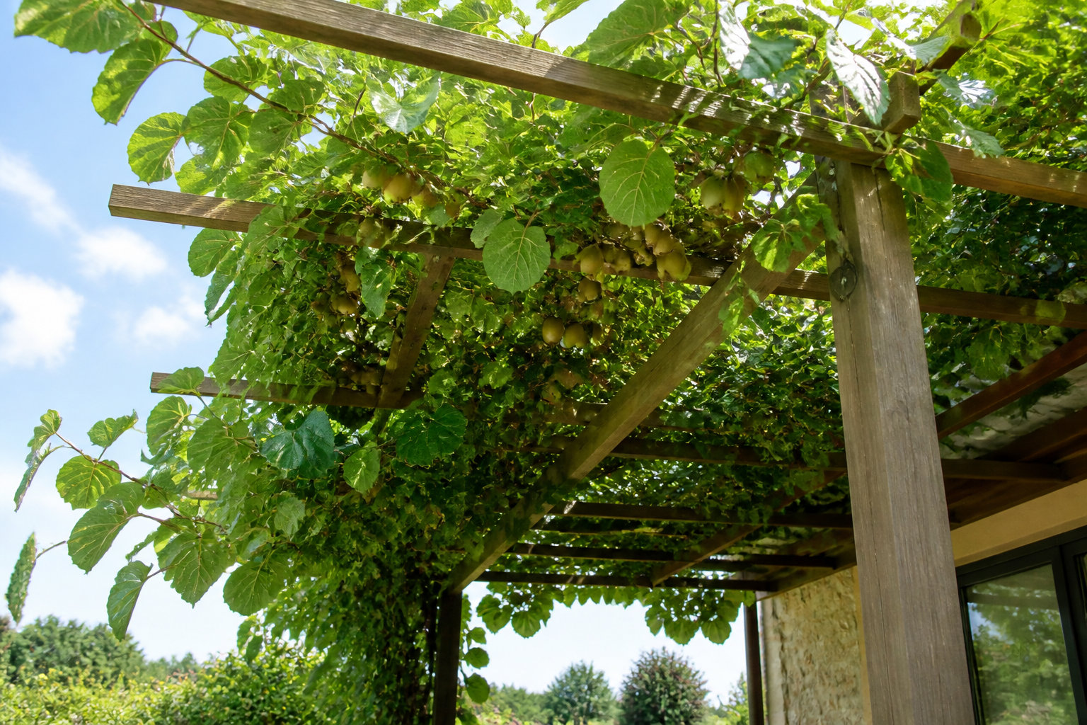 Pourquoi ton kiwi n'est techniquement pas un arbre ?