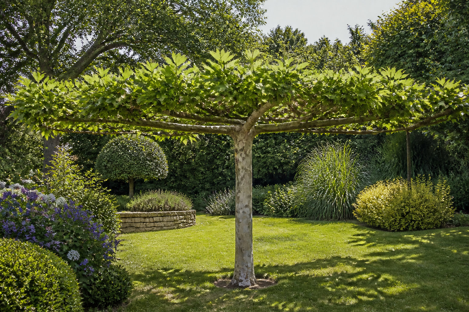Comment sculpter ton arbre en parasol ou en tête de chat ?