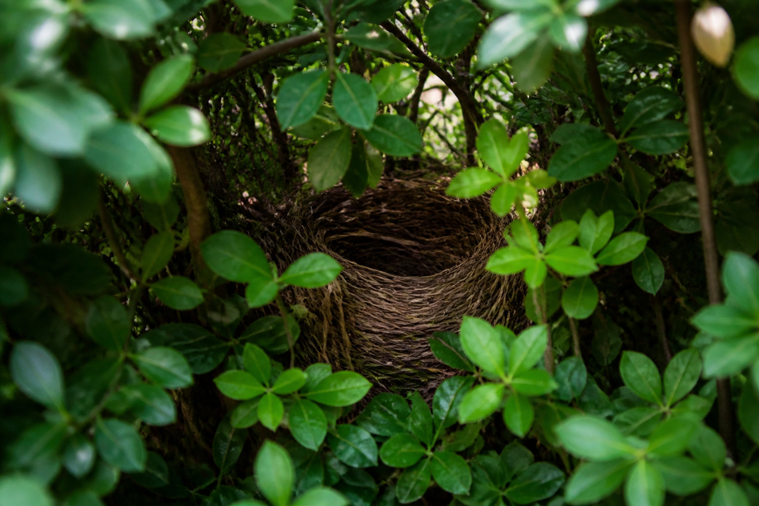 Protéger la biodiversité et soigner tes arbustes après la coupe