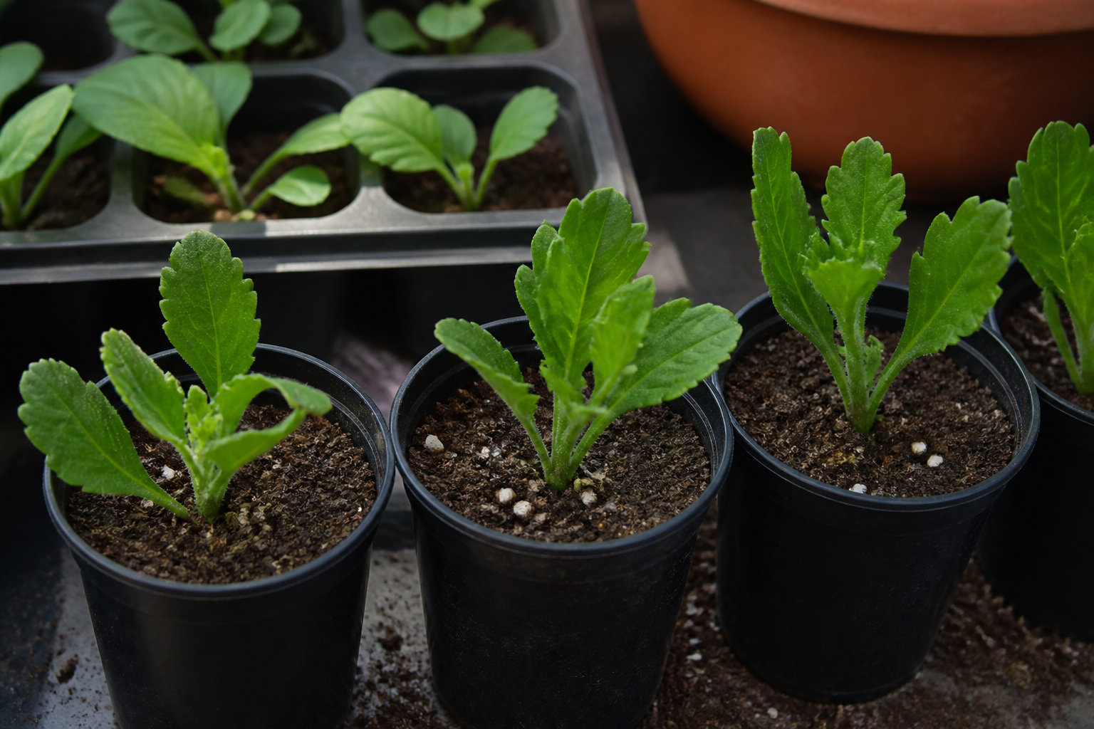 Gérer l'hivernage et multiplier tes plants pour l'année prochaine
