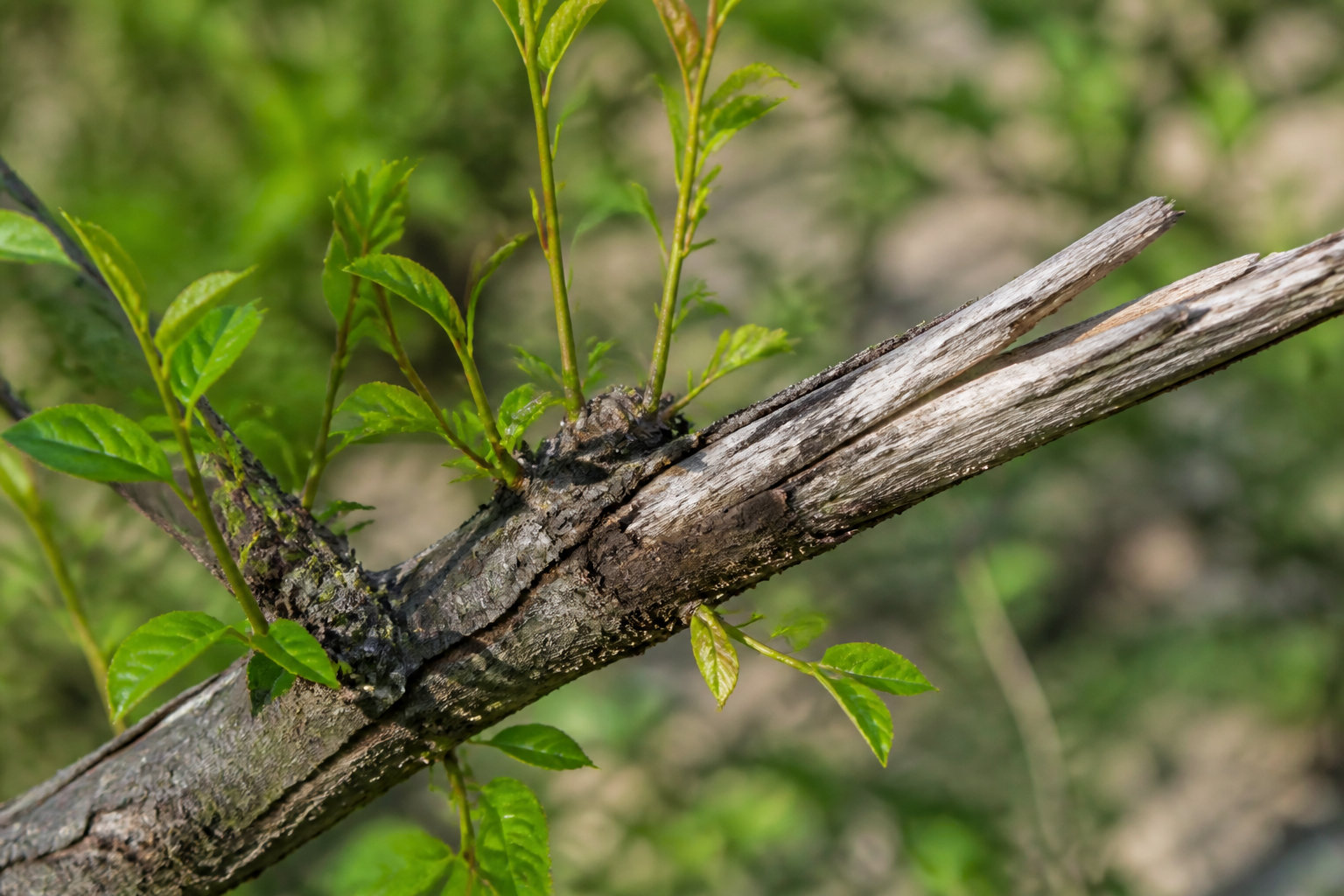 Comment sélectionner les branches à supprimer sans affaiblir ton arbre ?