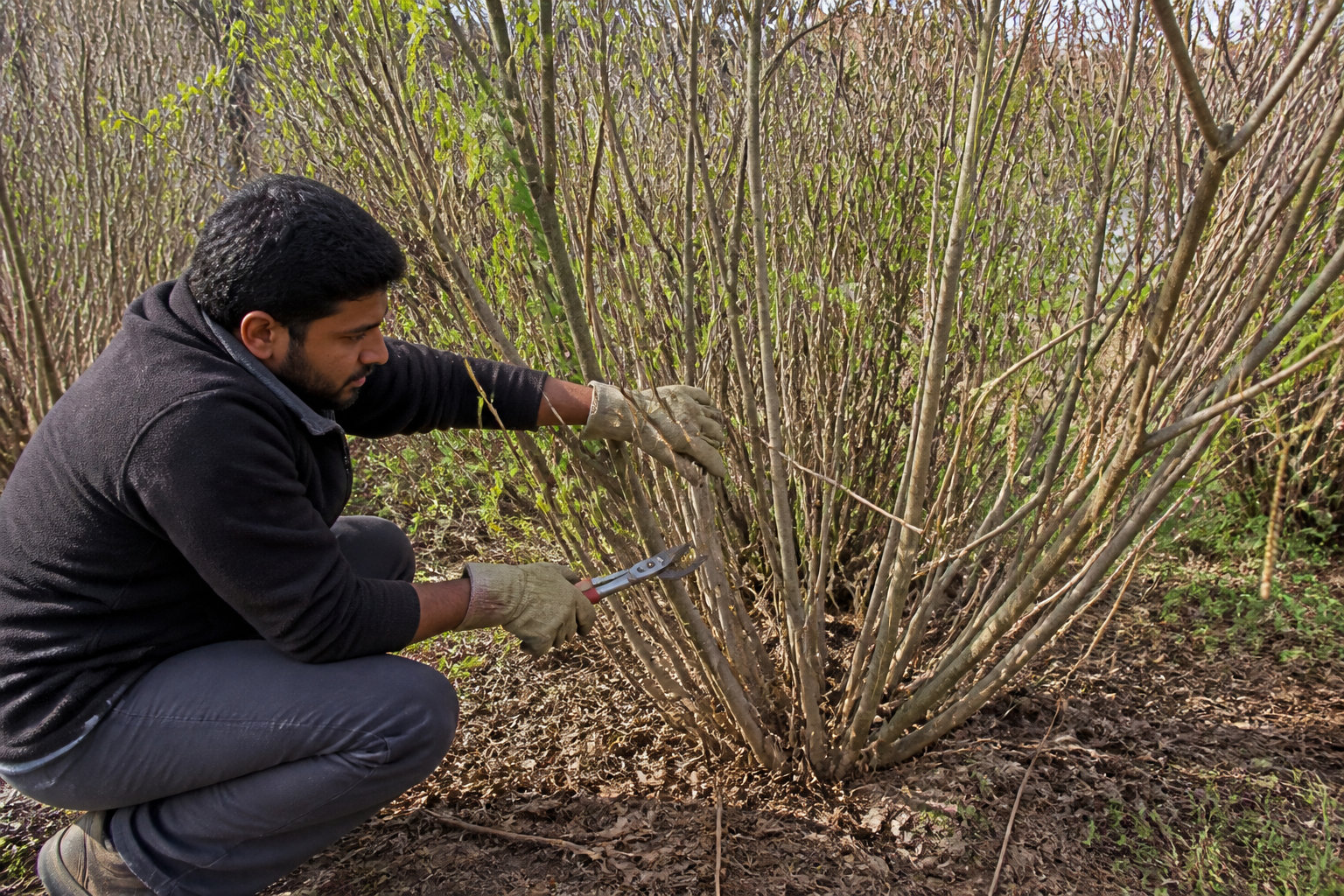 Les techniques efficaces pour aérer la structure de ton arbre