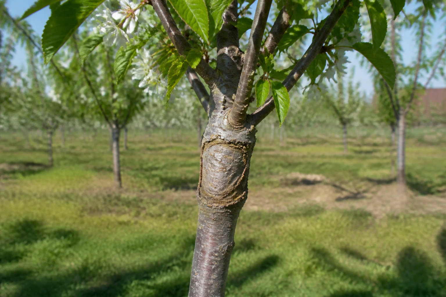 Comment sélectionner ton arbre selon ton terrain