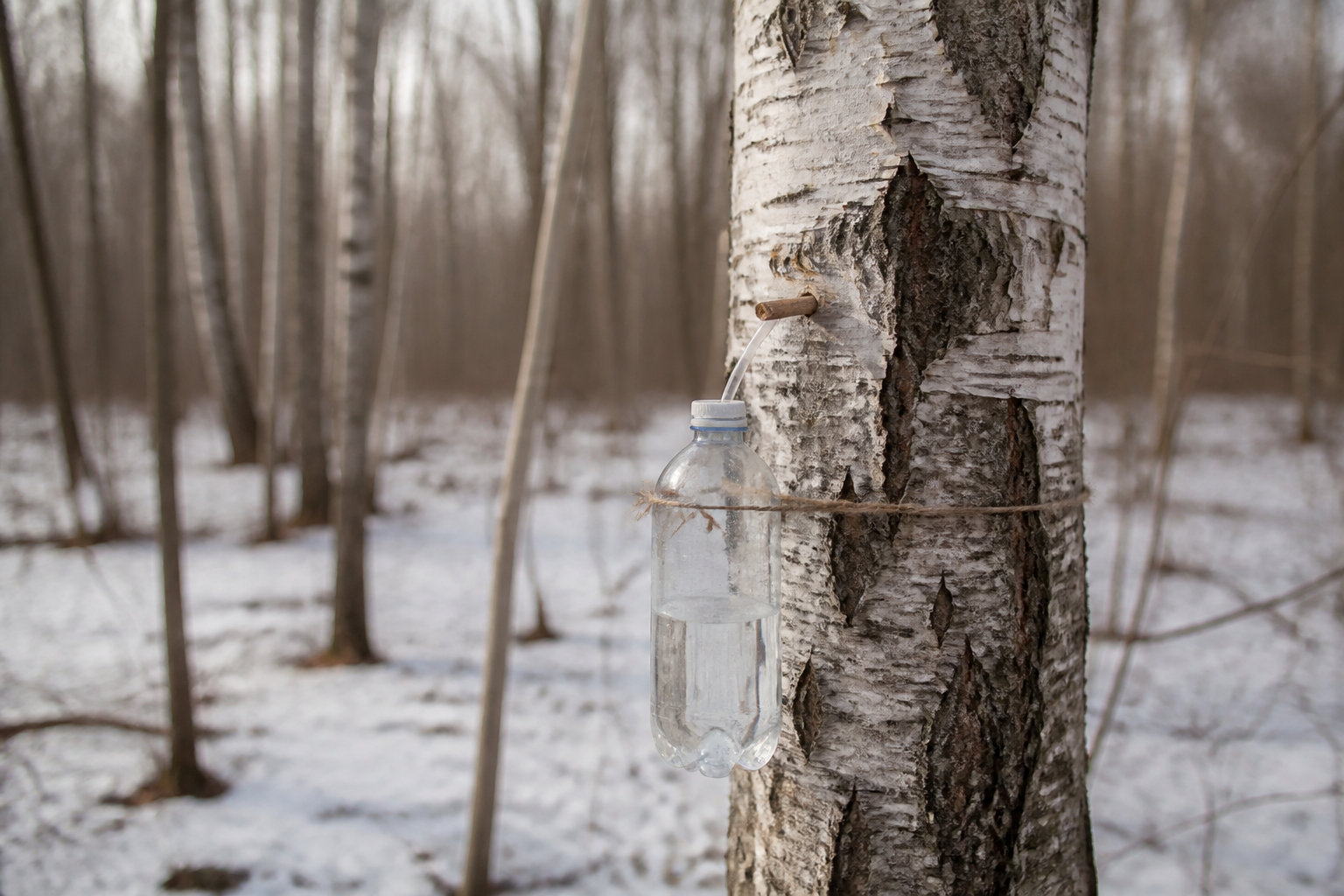 Ce que tu peux tirer de ton arbre au fil des ans