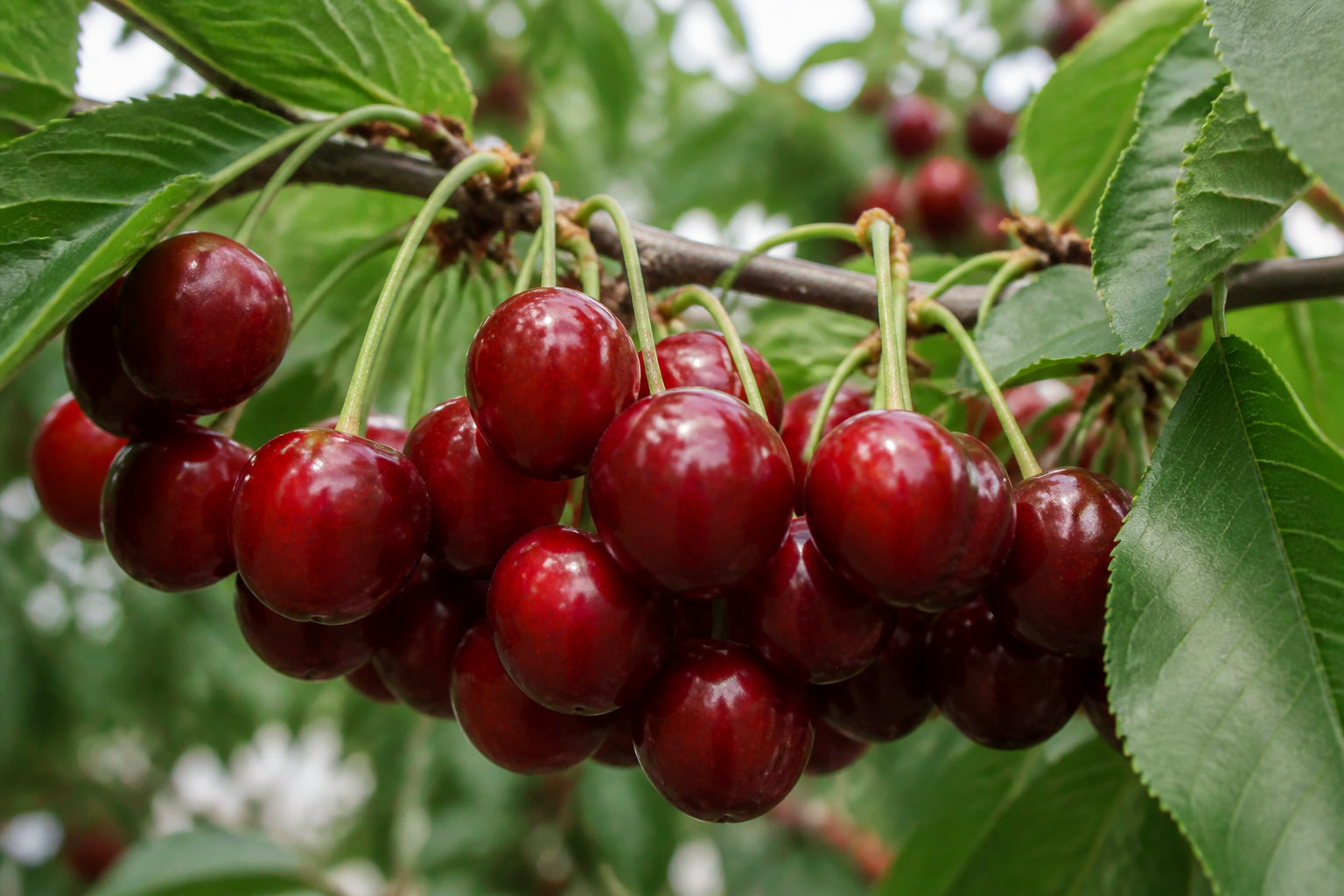 Les meilleures cerises de mi-saison et tardives