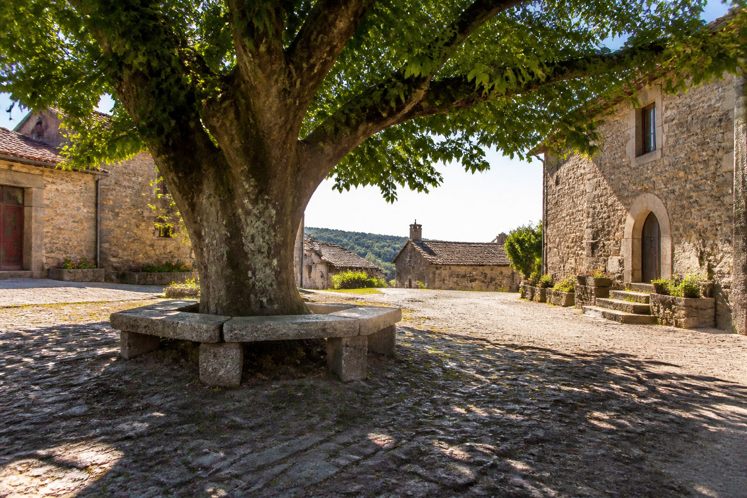Le rôle social et historique de l'ormeau au village