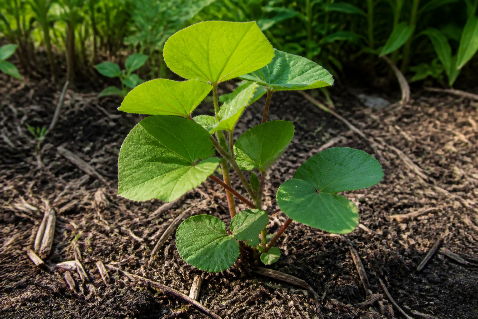 5 étapes pour réussir la plantation de ton actinidier